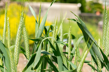 Triticum Durum or pasta wheat in Zurich in Switzerland