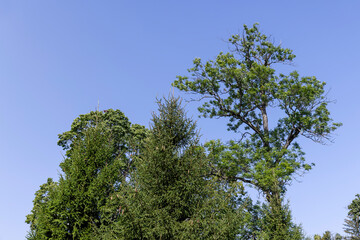 Obraz premium Trees in a mixed forest in summer