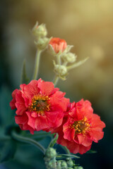 Czerwony kwiat (Geum chiloense). Rozmyte tło