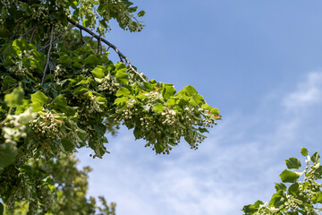 High linden tree in summer