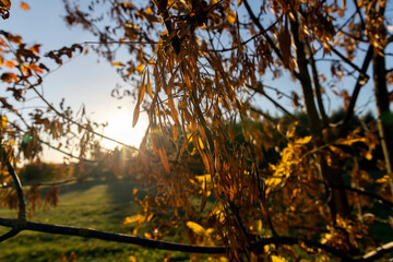 Autumn park with trees during leaf fall