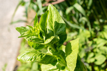 Cichorium Endivia plant in Zurich in Switzerland