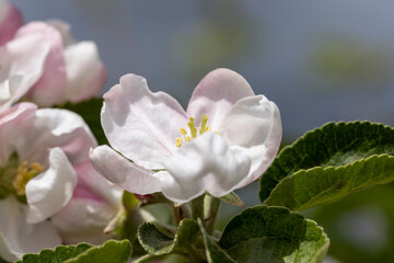 Obraz premium white and pink apple blossoms during spring flowering