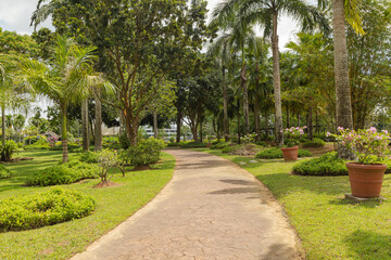 Palm collection in сity park in Kuching, Malaysia, tropical garden with large trees and lawns.