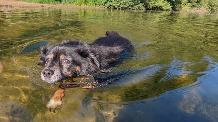 dog in the water