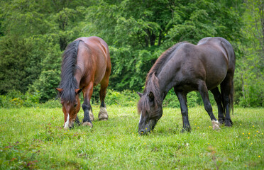 Horses graze on a green meadow on a background of green forest
