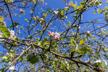 a young apple tree with green foliage and red flowers