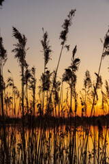 Fototapeta premium beautiful orange-yellow sunset on a lake with tall grass
