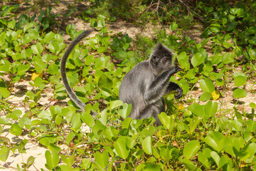 Silvery lutung or silvered leaf langur monkey (Trachypithecus cristatus) feeding in Bako national park on the sand beach.