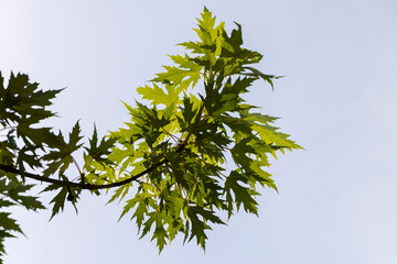 green maple leaves in late summer