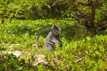 Silvery lutung or silvered leaf langur monkey (Trachypithecus cristatus) feeding in Bako national park on the sand beach.