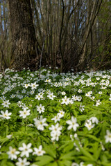fading white small flowers anemone in the forest