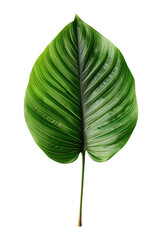 Green leaf isolated on white, transparent background, PNG, generative ai