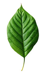 Green leaf isolated on white, transparent background, PNG, generative ai