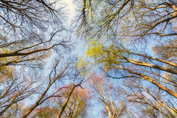 Obraz premium Green tree tops in spring forest