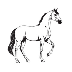 Naklejka na ściany i meble Creative Horse Elegant Logo Symbol Design Illustration Vector on a white background. Logo, icon style. Black and white