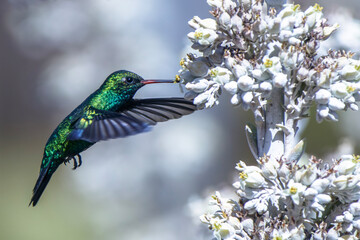 Beautiful Green Hummingbird in flight in daylight photographed with telephoto lens