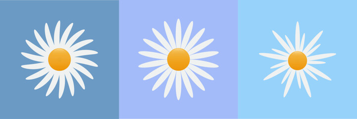 Poster of a daisy. 3 types of daisies. Isolated on a blue background. Vector illustration in a flat style.