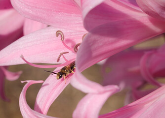 sweat bee in a pink belladonna lily flower close up