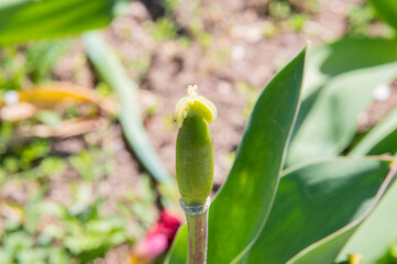 close-up: reproductive organs of a tulip, pistil without stamens