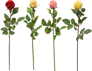 set of flowers on transparent background