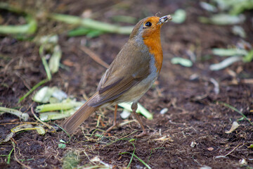Robin with insects in beek