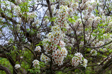 Unusual blooming branches of Chinese flowering chestnut. Deciduous, flowering tree or multi-stemmed shrub which is a native of China and USA. Xanthoceras sorbifolium, the Yellowhorn, Goldenhorn