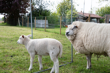 a fat white sheep with thick white wool on green grass with small lambs