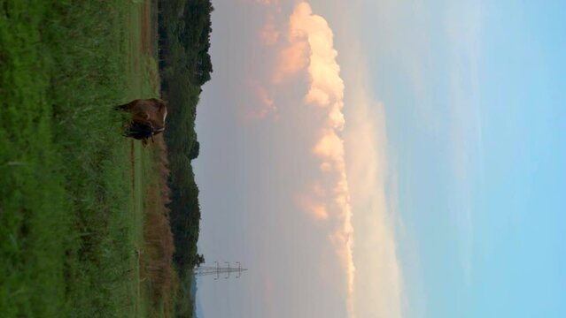 Cow grazing in the meadow - colorful clouds in the background  