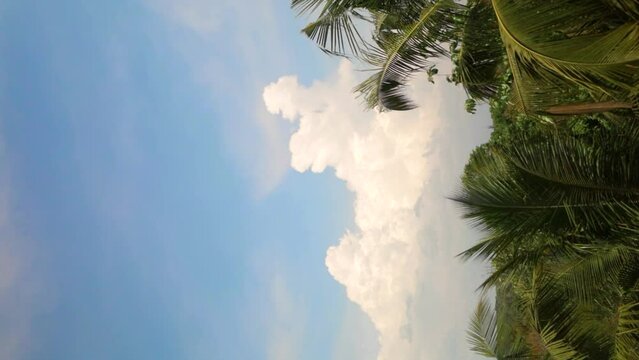 Cloud in a blue sky - Coconut tree leaves moving in the breez
