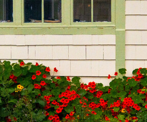 Abstract of a house facade showing green trim windows and flowers. 