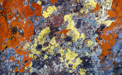 Abstract of colored lichens on rock face. Background. 