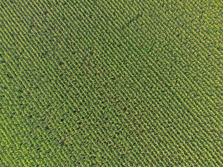 Field with rows of plants creating a geometric diagonal stripe pattern with geen crops growing, aerial view. Beautiful scenery, can be used as a background, space for text. - 609745740