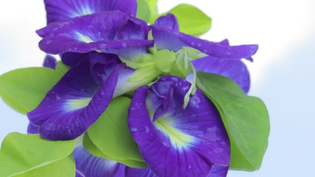 close up of a swirling fresh purple butterfly pea flower.