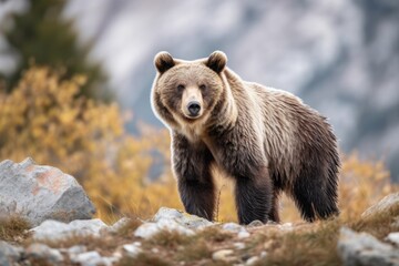 Fototapeta premium Bear