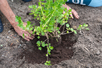 A man planted a gooseberries in his garden,spring seasonal work,gardener working