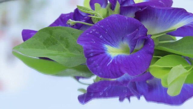 close up of a swirling fresh purple butterfly pea flower.