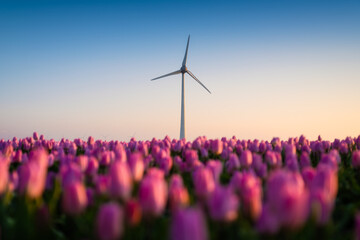 A field of tulips during sunset. A wind generator in a field in the Netherlands. Green energy production. Landscape with flowers during sunset. Flevoland, Netherlands. - obrazy, fototapety, plakaty