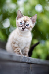 A cute kitten outdoors looking into camera. Purebred Bengal.