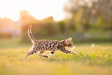 Kitten outdoors walking on a golden field