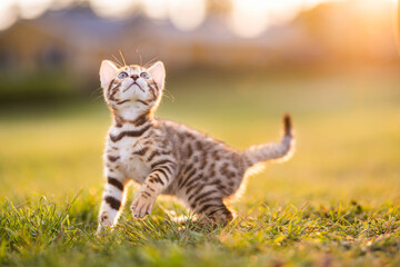 A purebred Bengal kitten looking up, outdoors on a golden field. .