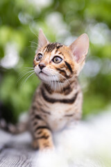 Naklejka na ściany i meble A cute kitten with green background outdoors