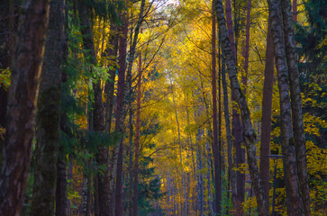 dark autumn forest on a sunny day