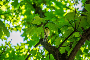 bird tit on the tree
