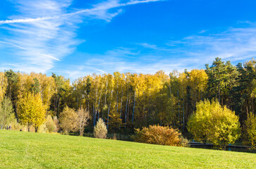 Fototapeta premium forest in autumn on a sunny day yellow foliage