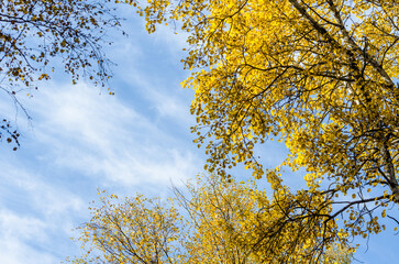 yellow autumn leaves on trees
