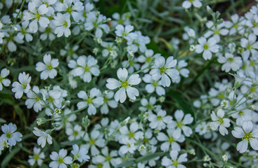 Background of blooming Cerastium tomentosum. Beautiful white snow-in-summer flowers outdoors.
