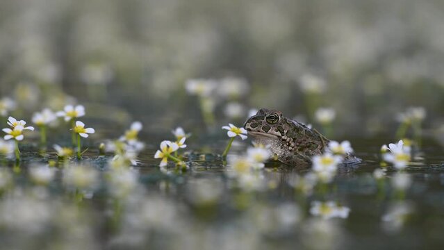 Male Green toad Bufotes viridis calling females. Green toad in the habitat. Close up.