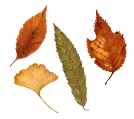 Set of autumn leaves. Realistic leaves for designing seasonal holiday cards, social media, promotional materials, email marketing. Hand drawn illustration with markers and watercolors.