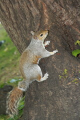 Ardilla buscando comida en un parque